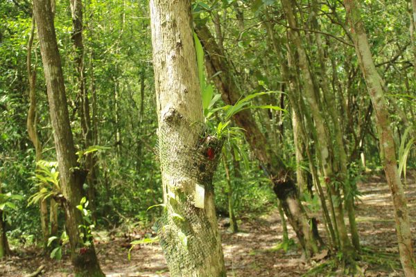 JENIS ANGGREK YANG TERIDENTIFIKASI DI TNTP