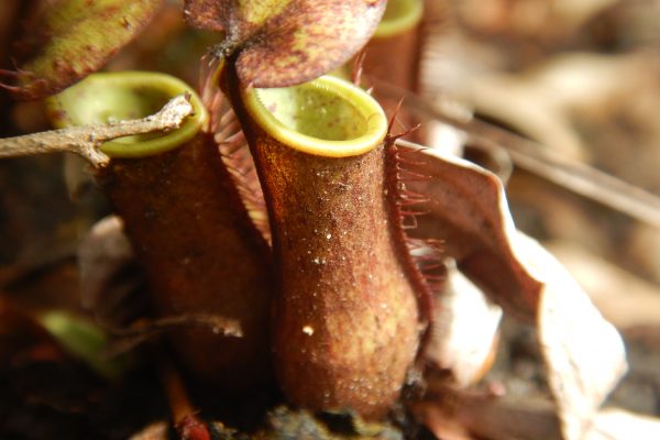 Jenis Kantong Semar (Nephentes sp) Yang Teridentifikasi Di TNTP