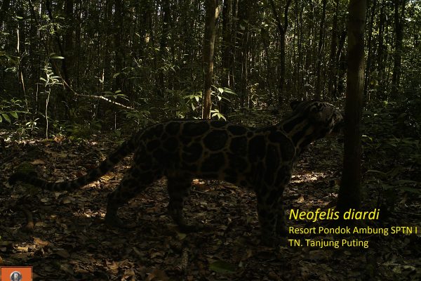 JENIS MAMALIA YANG TERIDENTIFIKASI DI TNTP