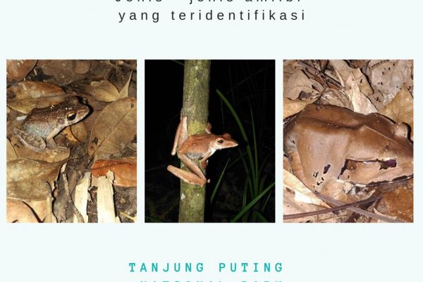 AMFIBI YANG TERIDENTIFIKASI DI TNTP